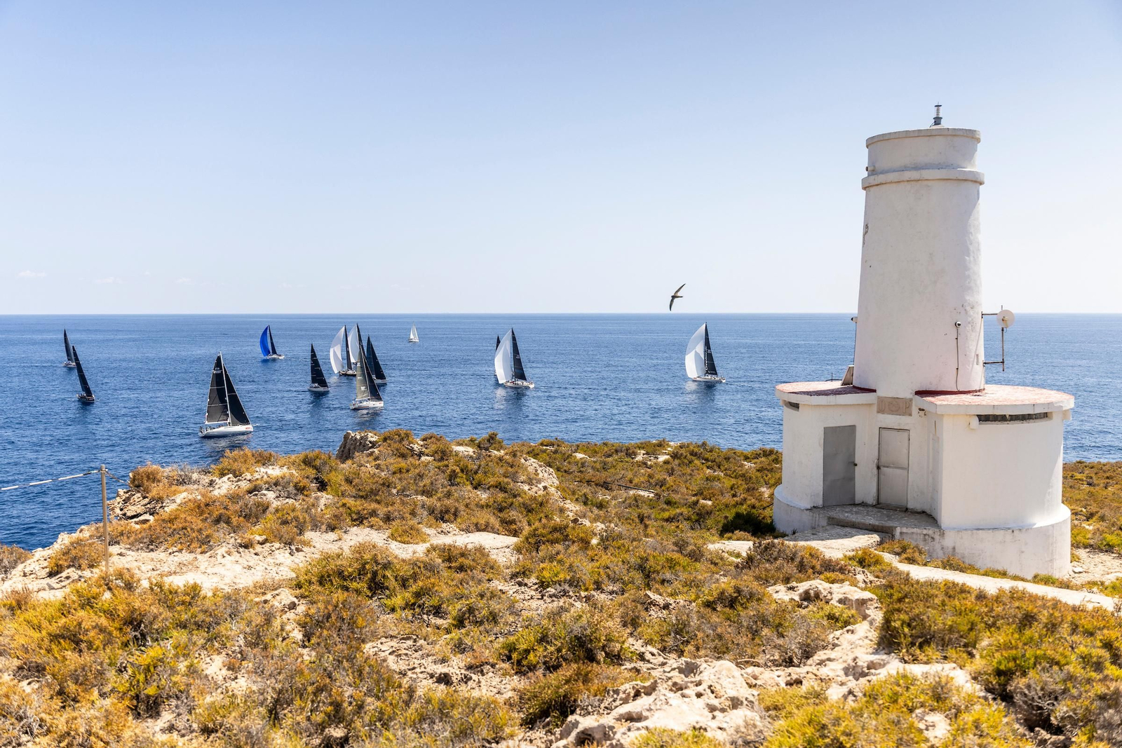 ORCA A Vela Regata (1).jpg