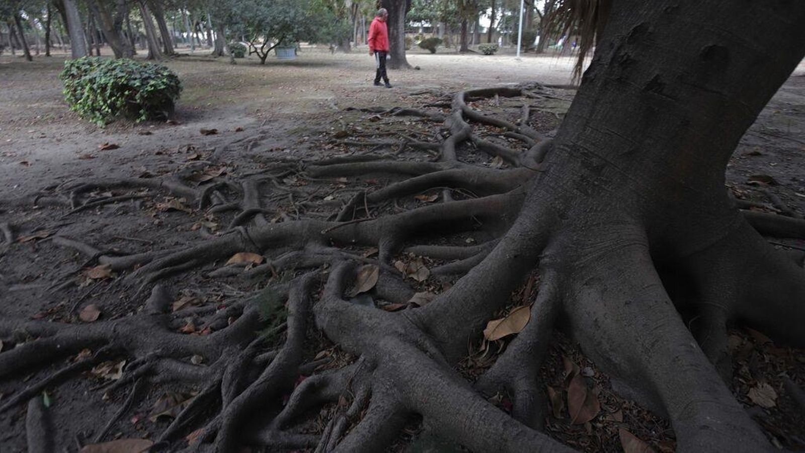 Los árboles centenarios del parque Smith.