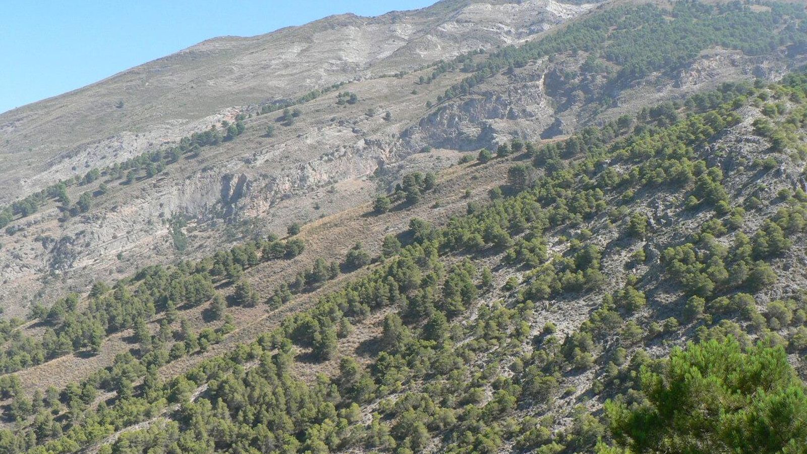 Vista de un bosque natural de la Axarquía