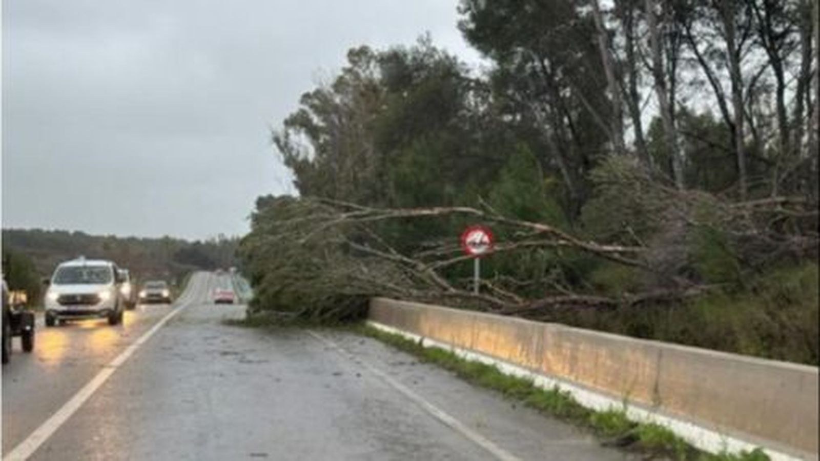 Un árbol caído sobre la A-2003 a la altura de Estella.