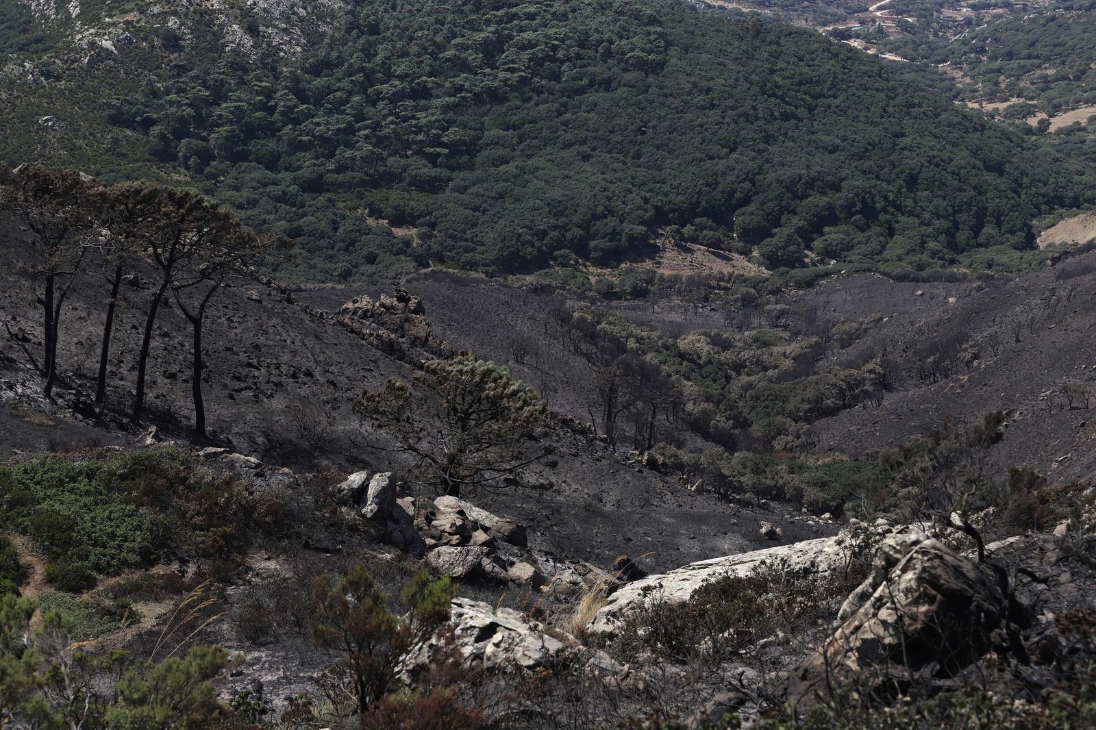 Parte de la zona que ha ardido en el paraje de El Palancar.