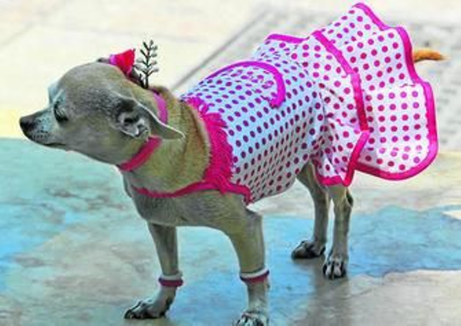 Una pequeña chihuahua descansa en su carrito con un traje de faralaes y flor en la cabeza.
