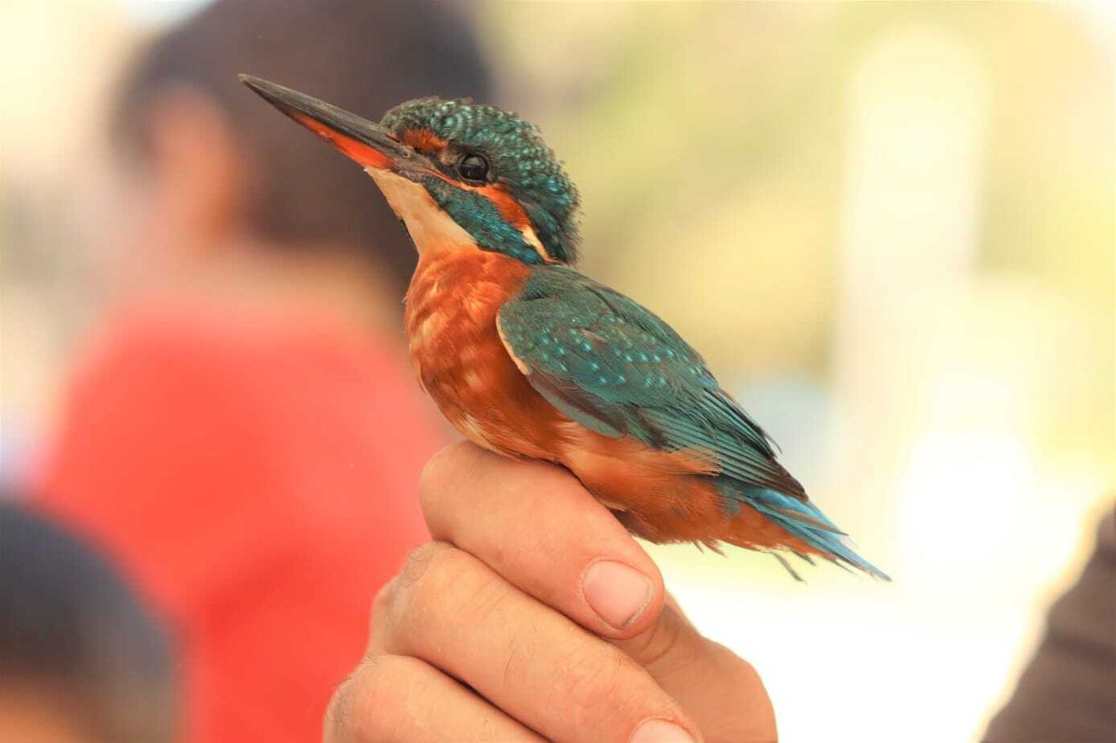 Uno de los ejemplares de aves que se anillan.