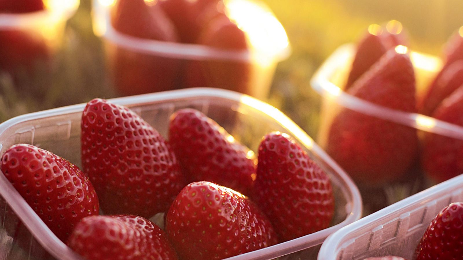 Fresón de Palos es la mayor productora de fresas de Europa.
