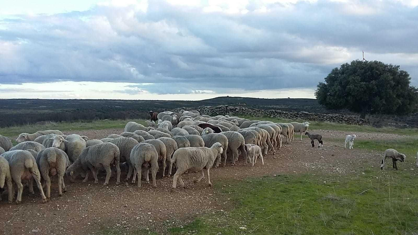 Un rebaño de oveja en las tierras comunales para el aprovechamiento ganadero.