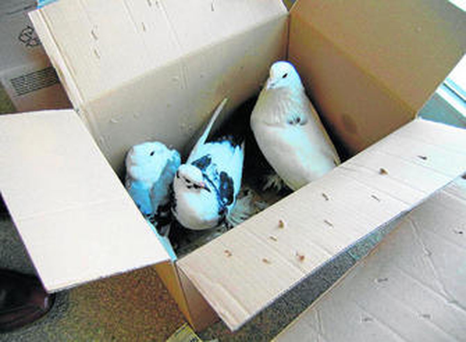 Vista de varias de las palomas en una caja.