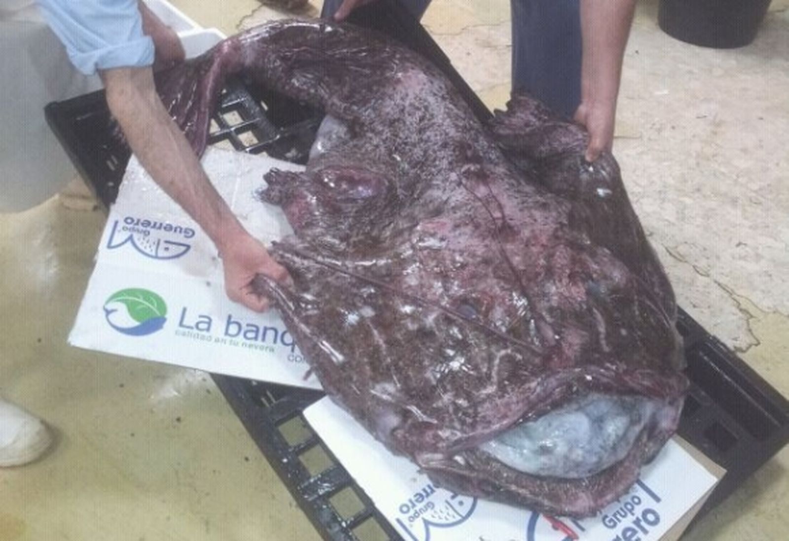 Capturan un rape de 60 kilos y lo compra la escuela de hostelería para prácticas