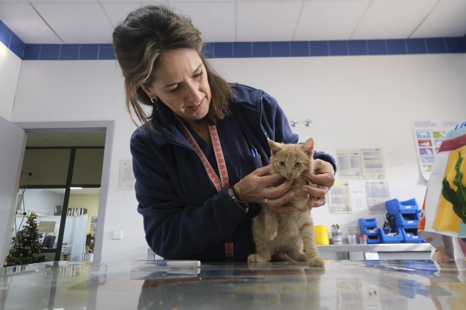 Un paseo por el Centro de Salud y Bienestar Animal de Córdoba, en imágenes