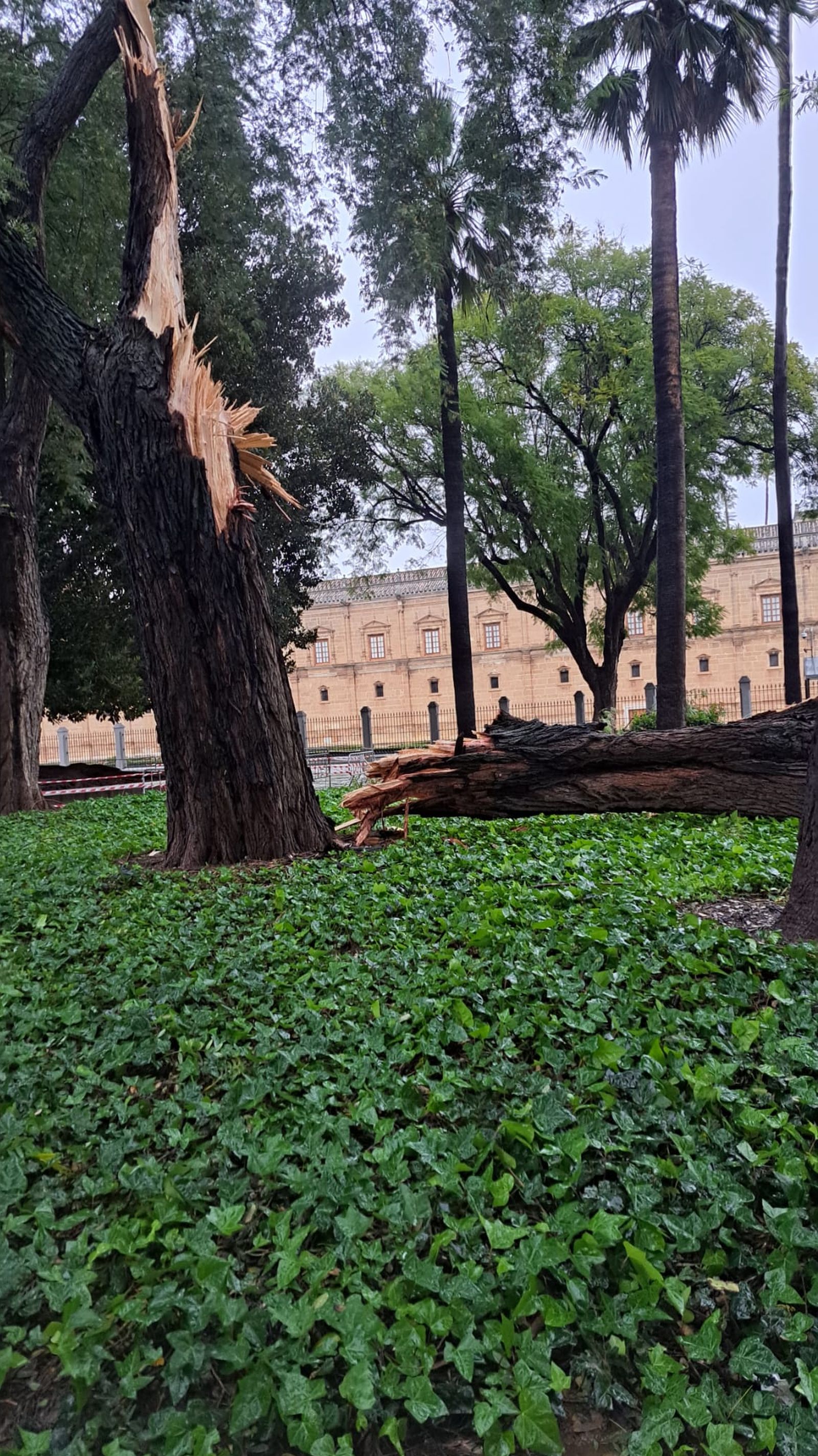 Primer plano de la tipuana destrozada por el viento