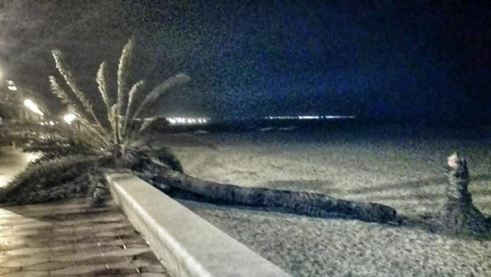 Imagen de la palmera caída.