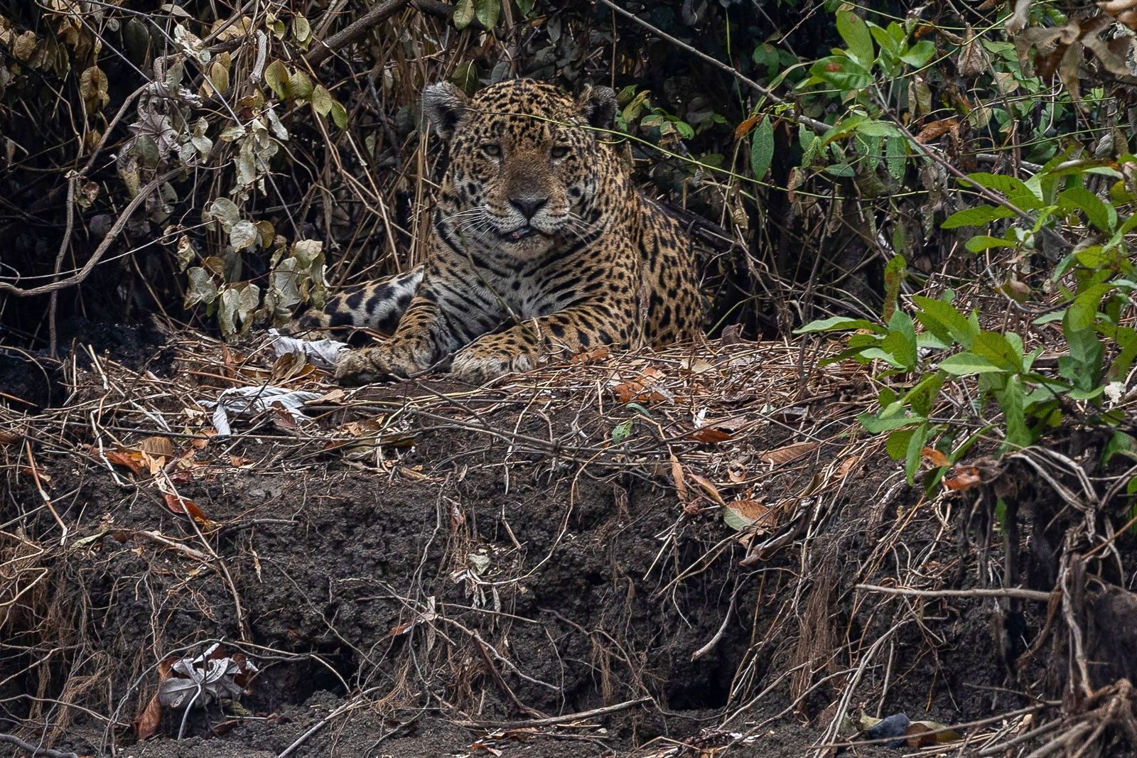 Las llamas convierten en una tumba al aire libre El Pantanal en Brasil