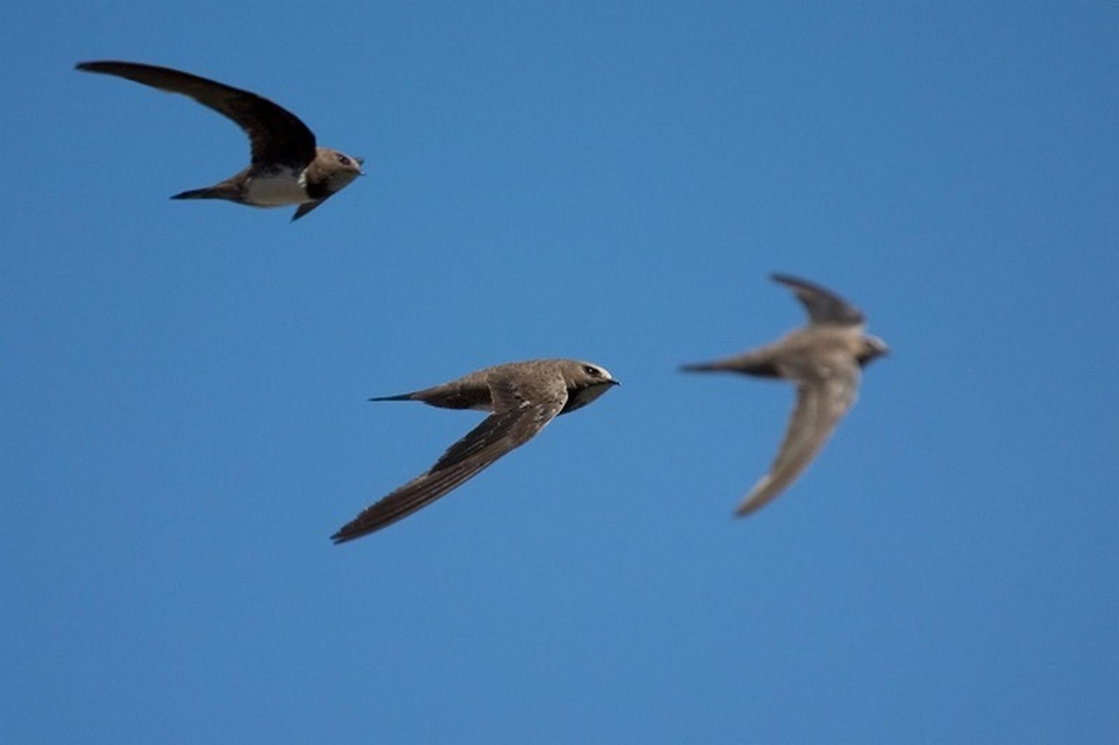 Reintroducen en su hábitat a 582 pollos de vencejo que cayeron de sus nidos en Madrid