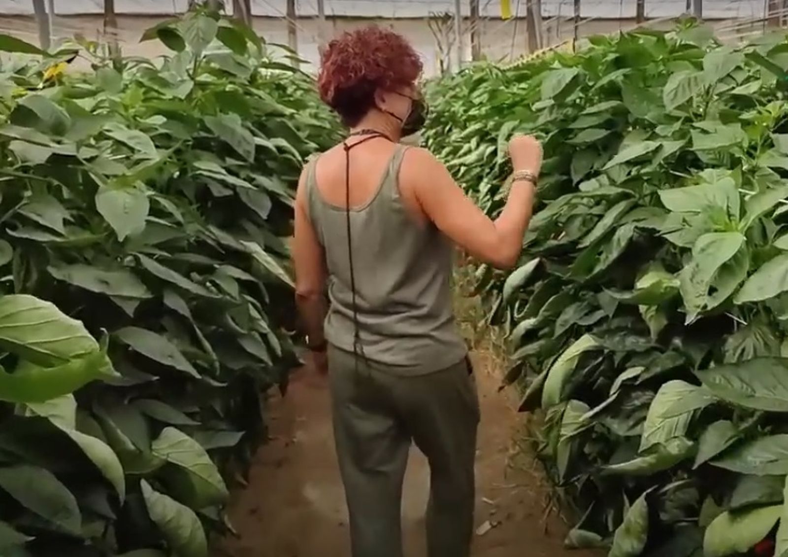 Esther Molina abre las puertas de su finca y muestra la ‘selva’ paralela con la que cuenta además de su cultivo de pimiento.