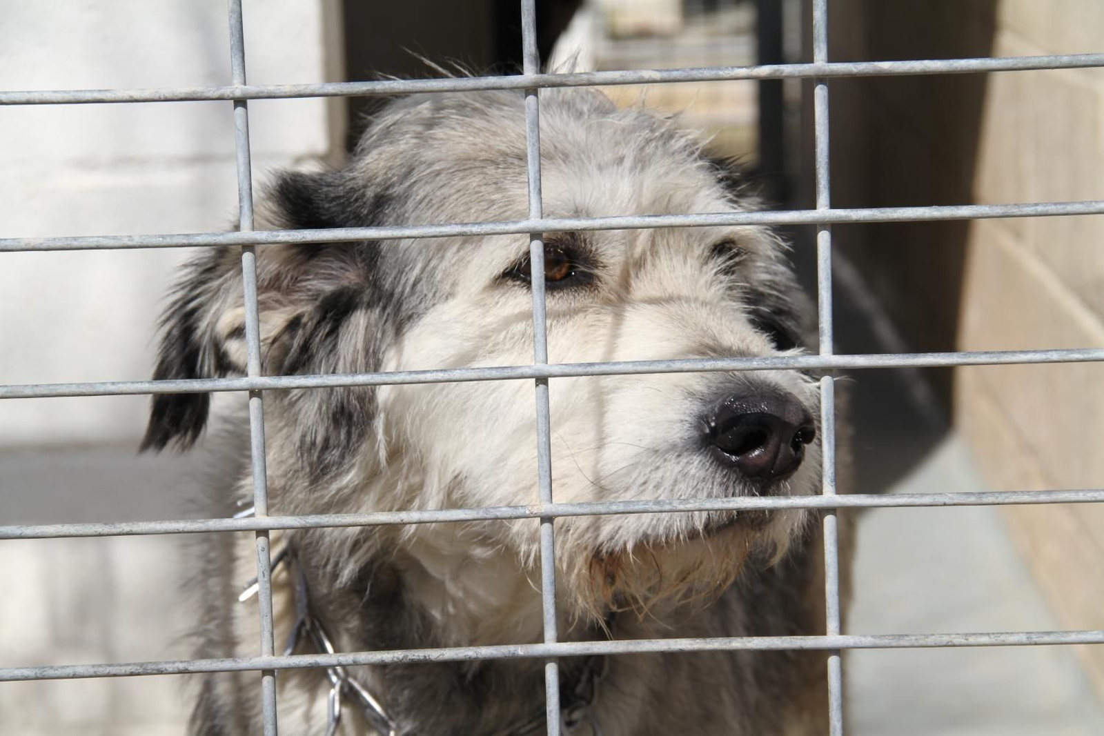 Estos son algunos de los perros que puedes adoptar en el refugio provincial de Huelva. Estos son algunos de los perros que puedes adoptar en el refugio provincial de Huelva.