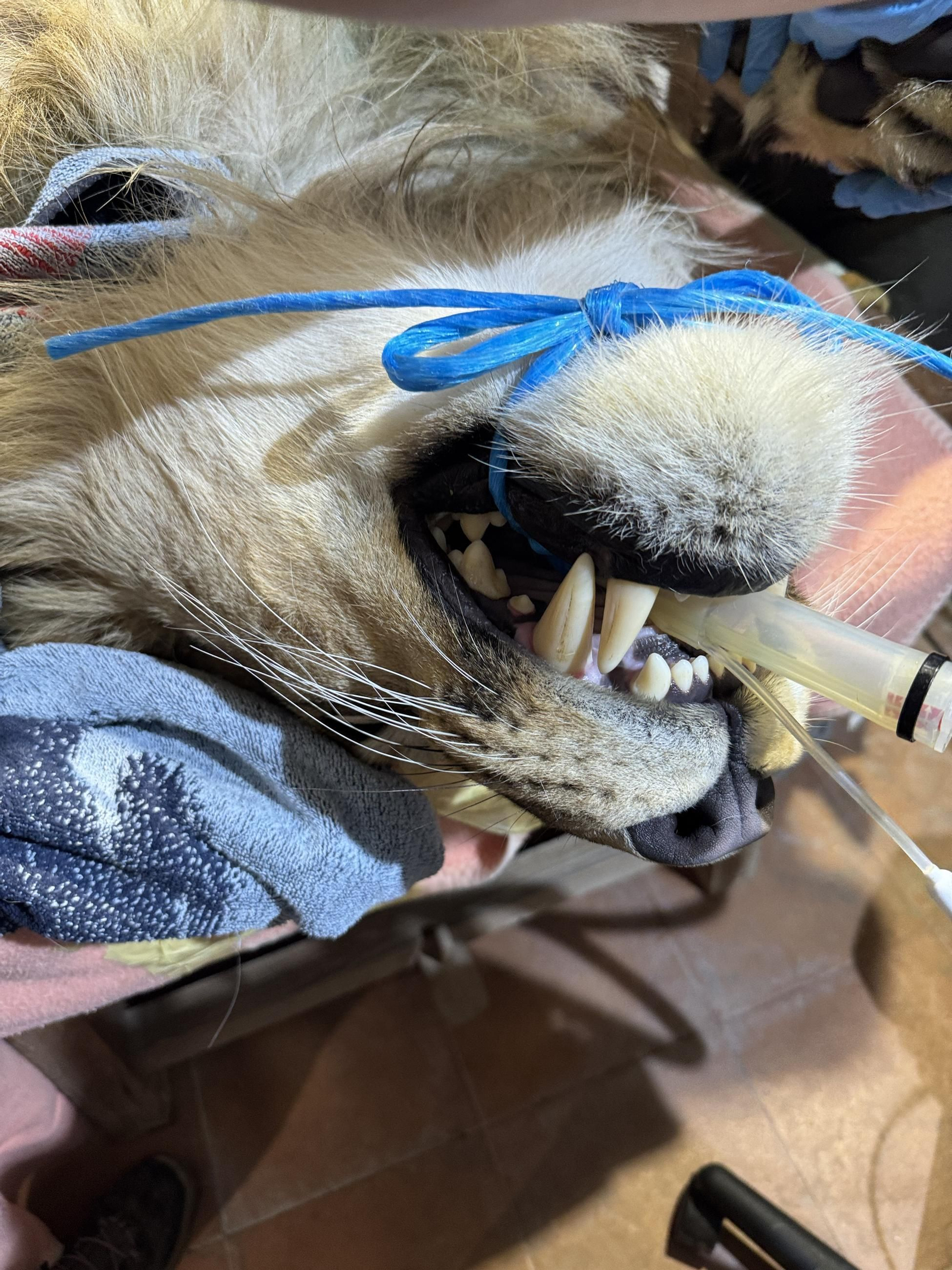 Así es Amaru, el león que ha sobrevido a una grave operación en Tabernas