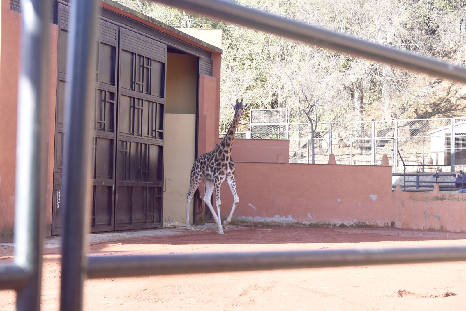 Detalle de Bulería, la última jirafa llegada al zoo de Córdoba.