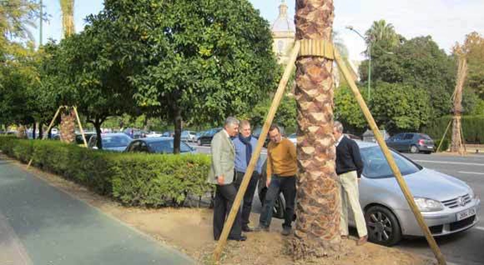 La avenida de la Palmera recupera 65 palmeras