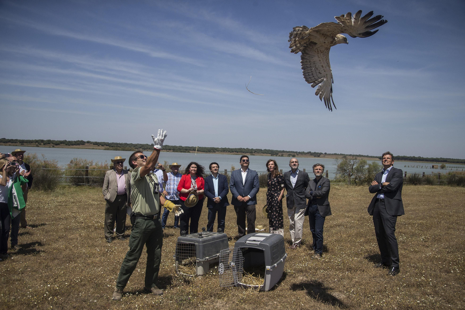 Un técnico medioambiental suelta un águila perdicera ante las autoridades, entre los que se encuentra el consejero de Medio Ambiente, José Fiscal.