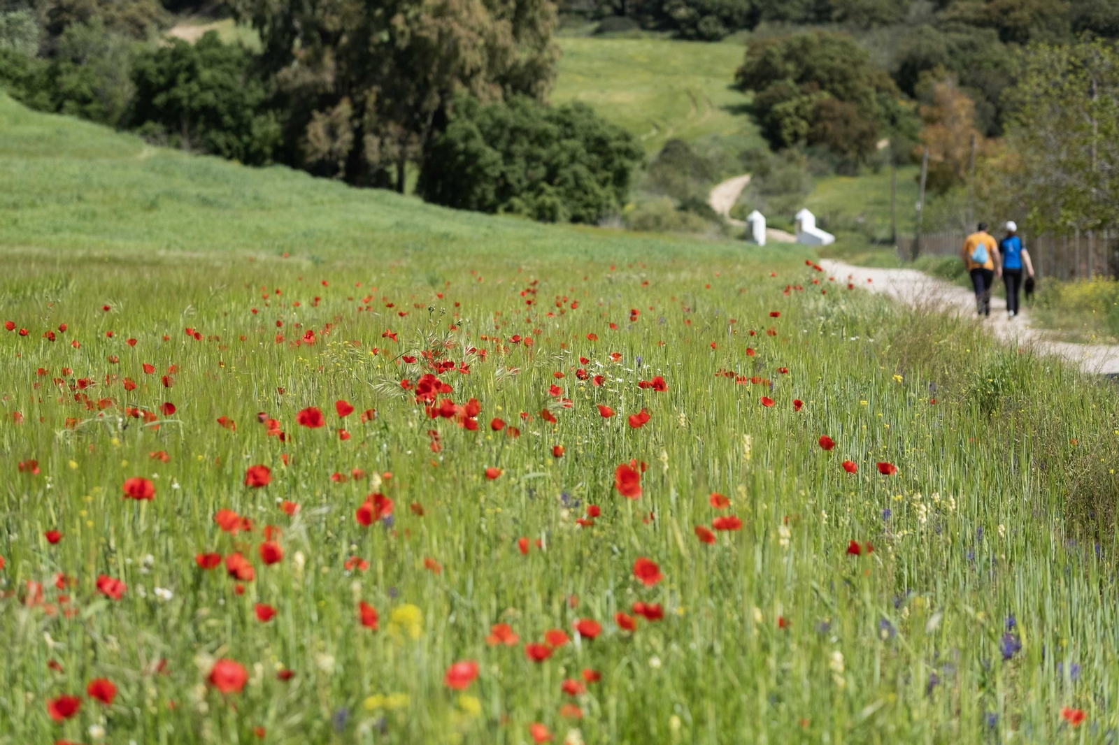 Primavera en la Serranía de Ronda, en imágenes.