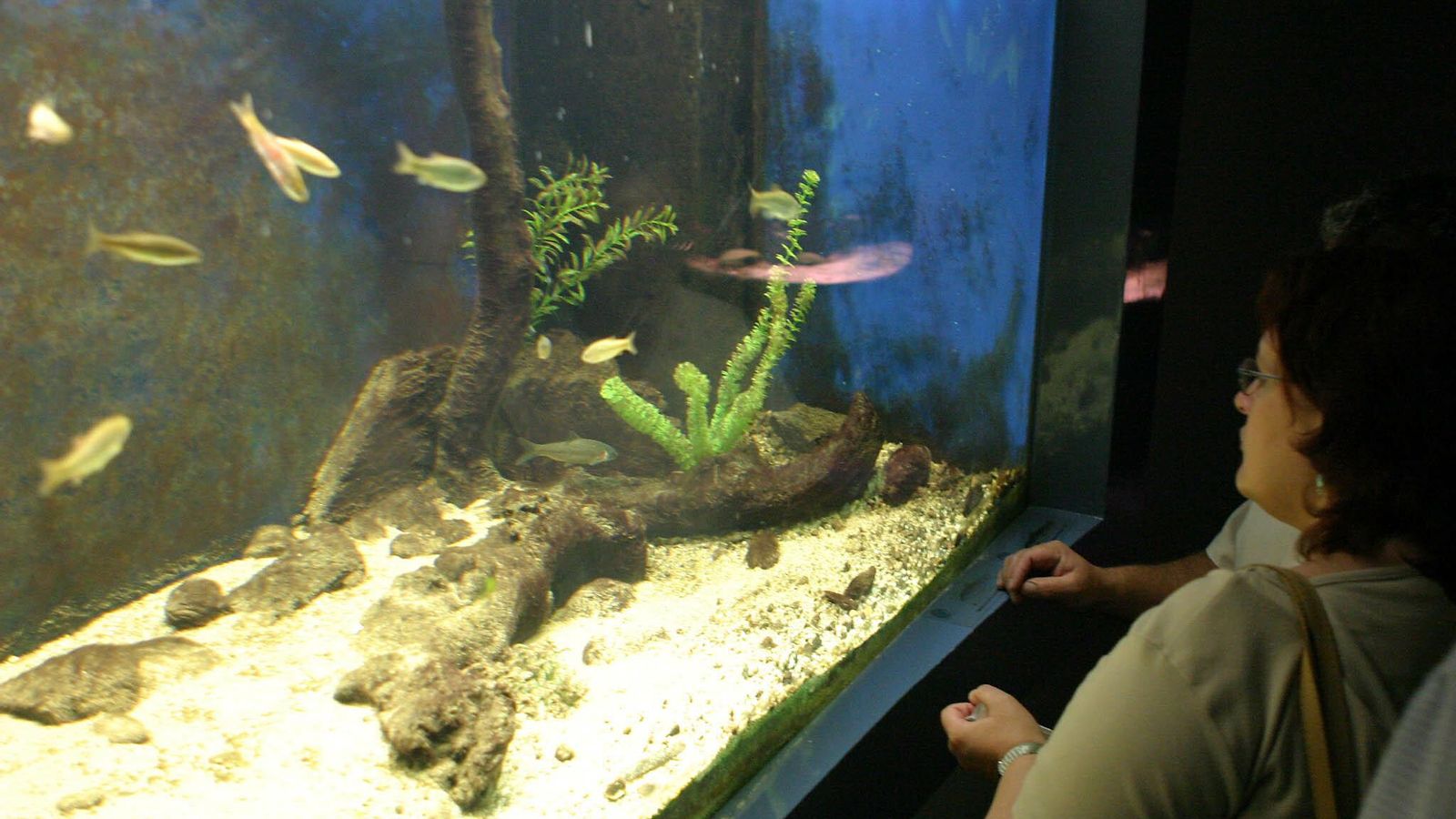 Las especies de peces que habitan el Guadalquivir pueden conocerse en el acuario de la Estación de Ecología Acuática.
