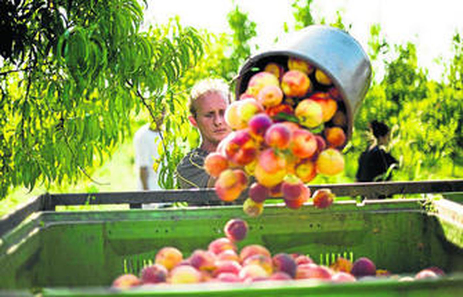 La producción de fruta de hueso se concentra en Huelva, Sevilla y Córdoba.