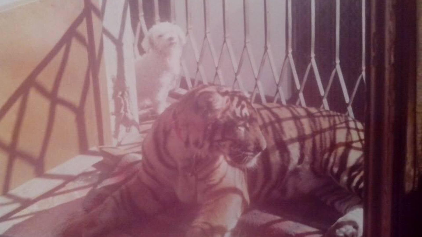 Tigre en el balcón de la calle Amparo nº9 Tigre en el balcón de la calle Amparo nº9