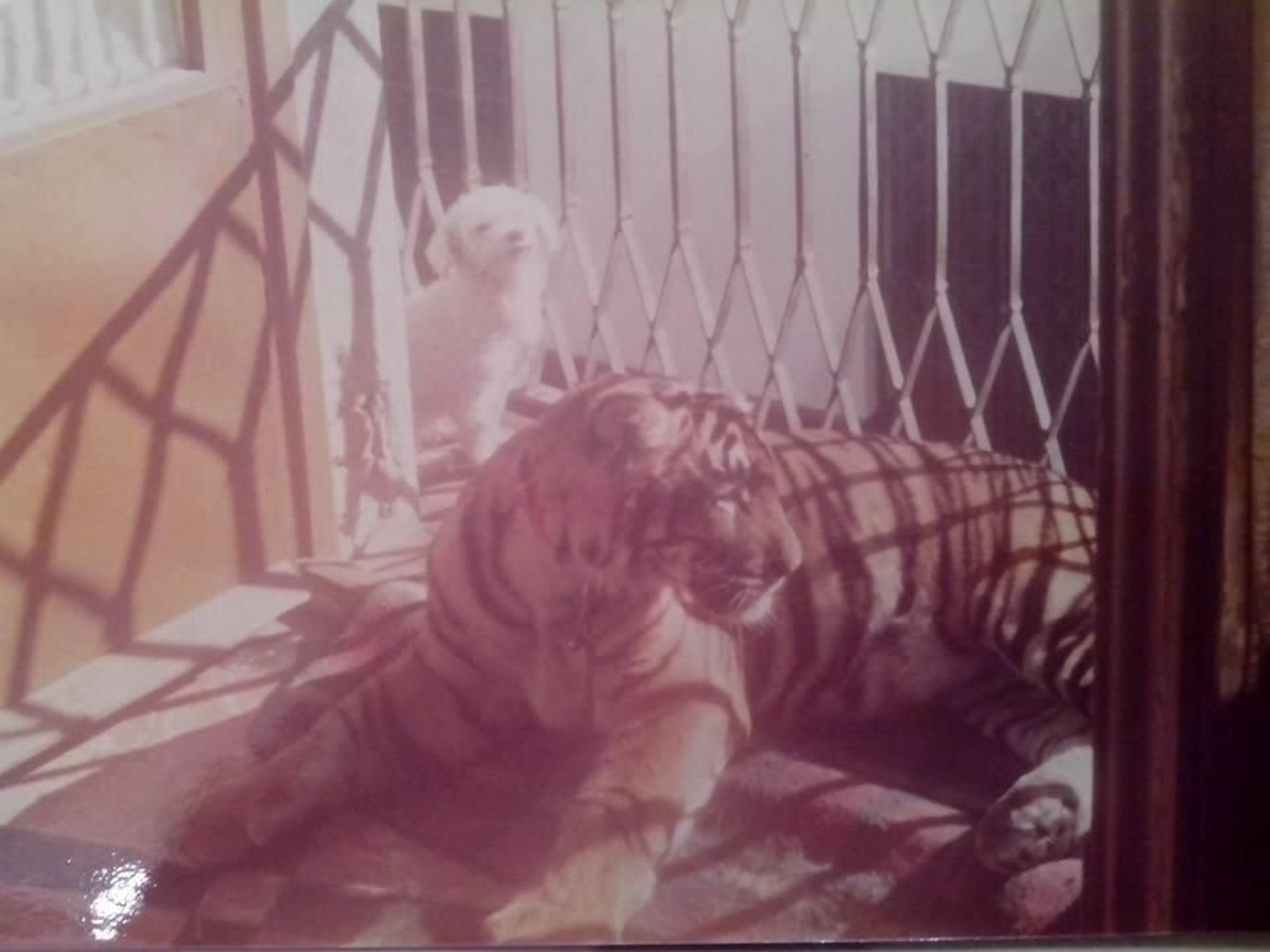 Tigre en el balcón de la calle Amparo nº9