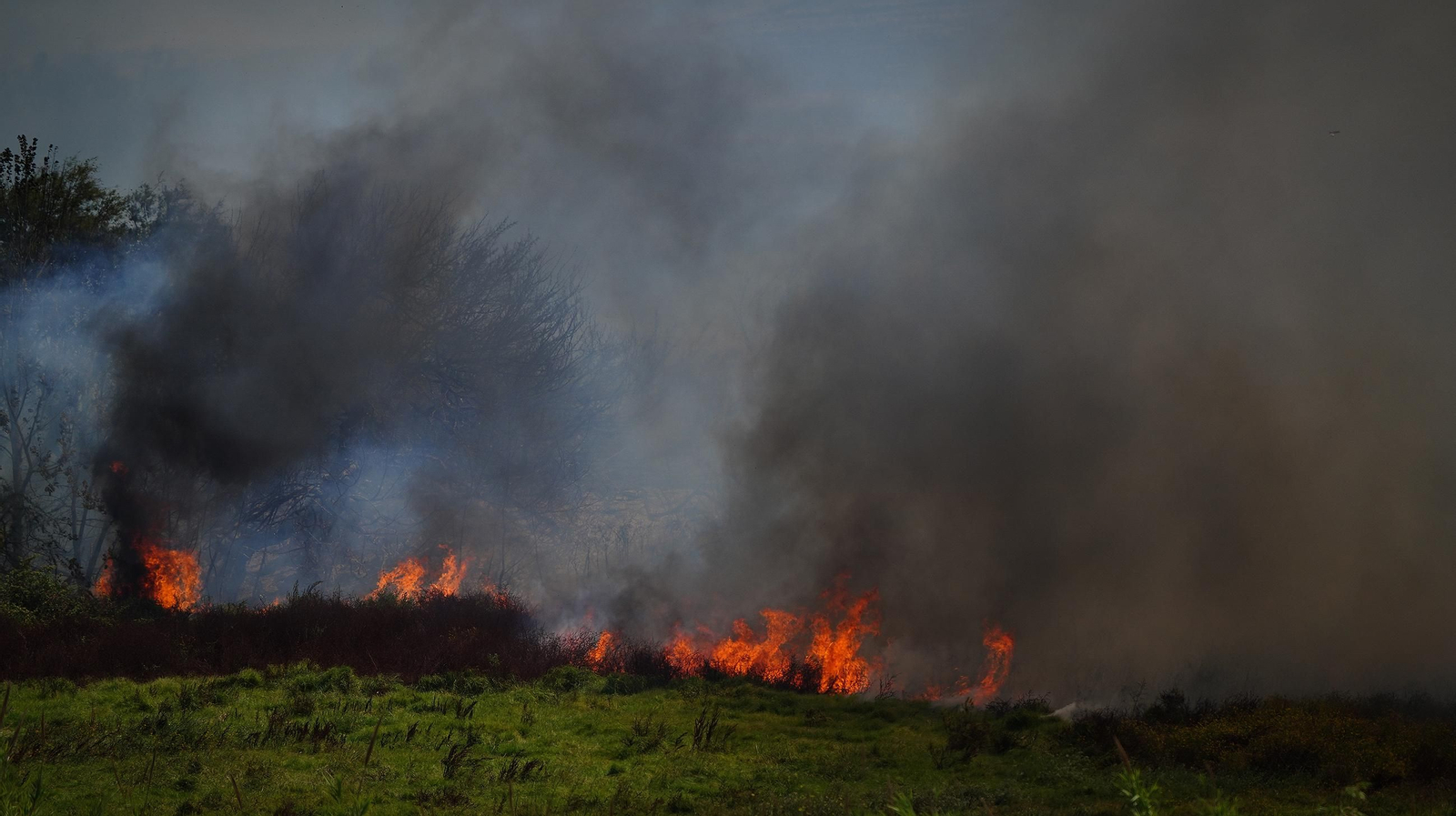 Muere un caballo después de que la manada fuese liberada