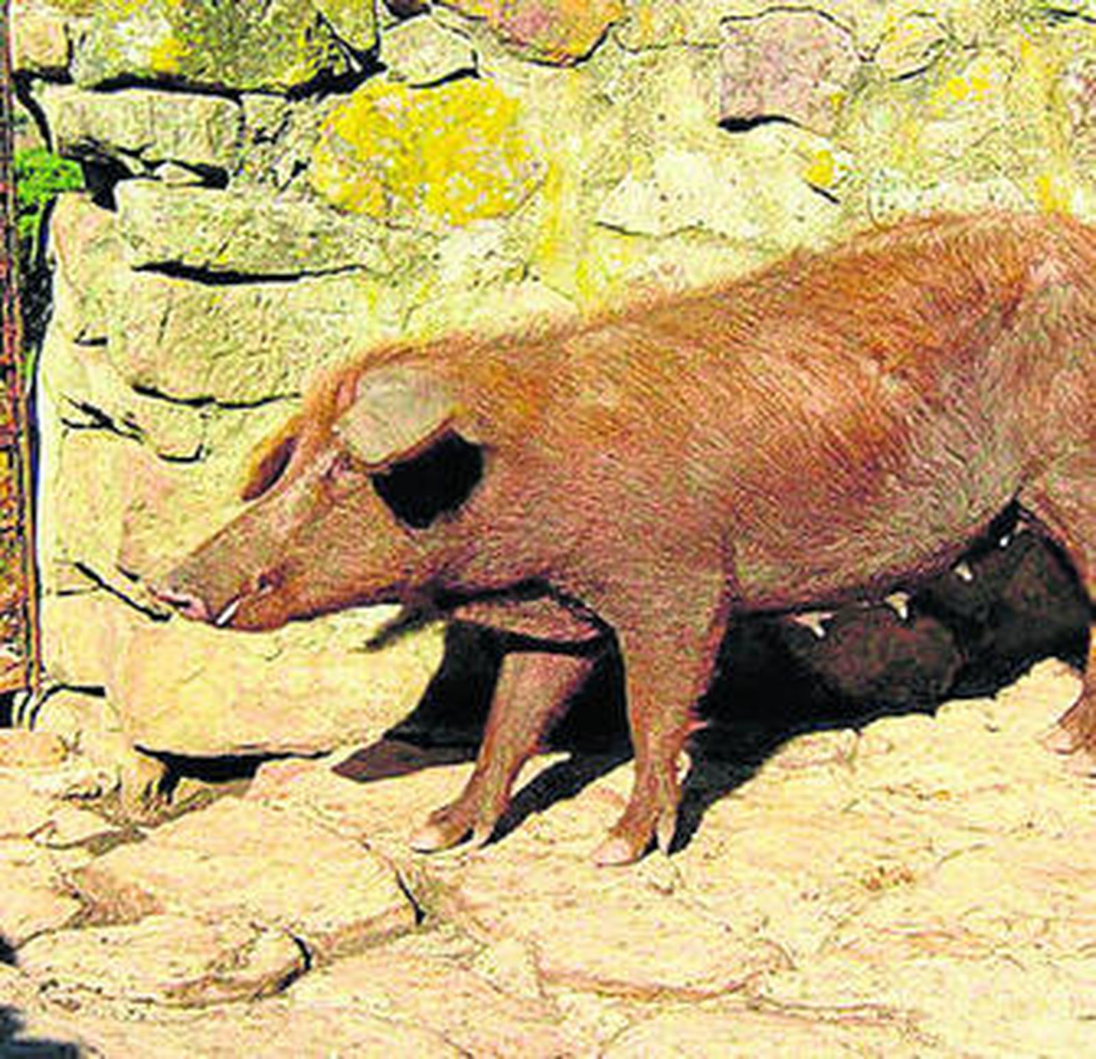 Una hembra de cerdo ibérico rubio gaditano.