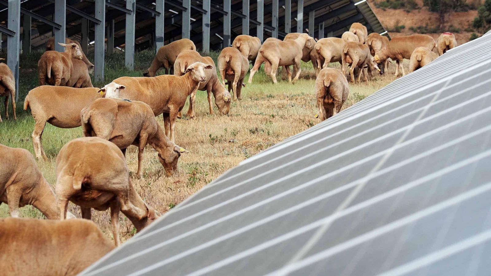 La convivencia entre las ovejas y las placas es perfecta