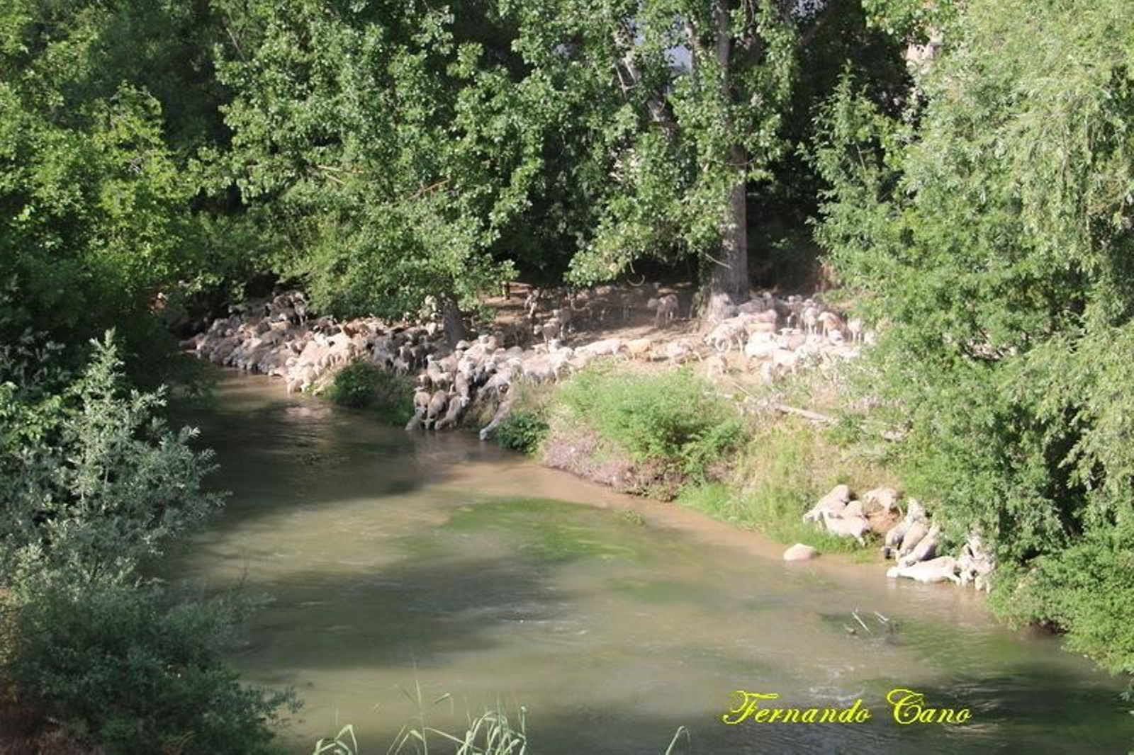 Las reses del ganadero Pablo Espinar hacen la trashumancia a su paso por Mogón.