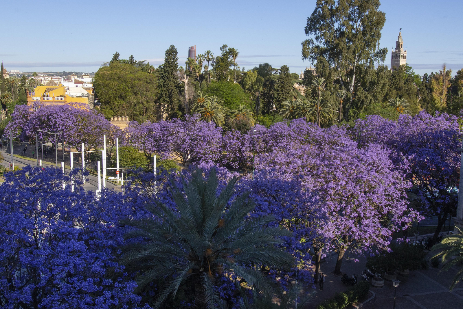 Las jacarandas tiñen Sevilla de morado