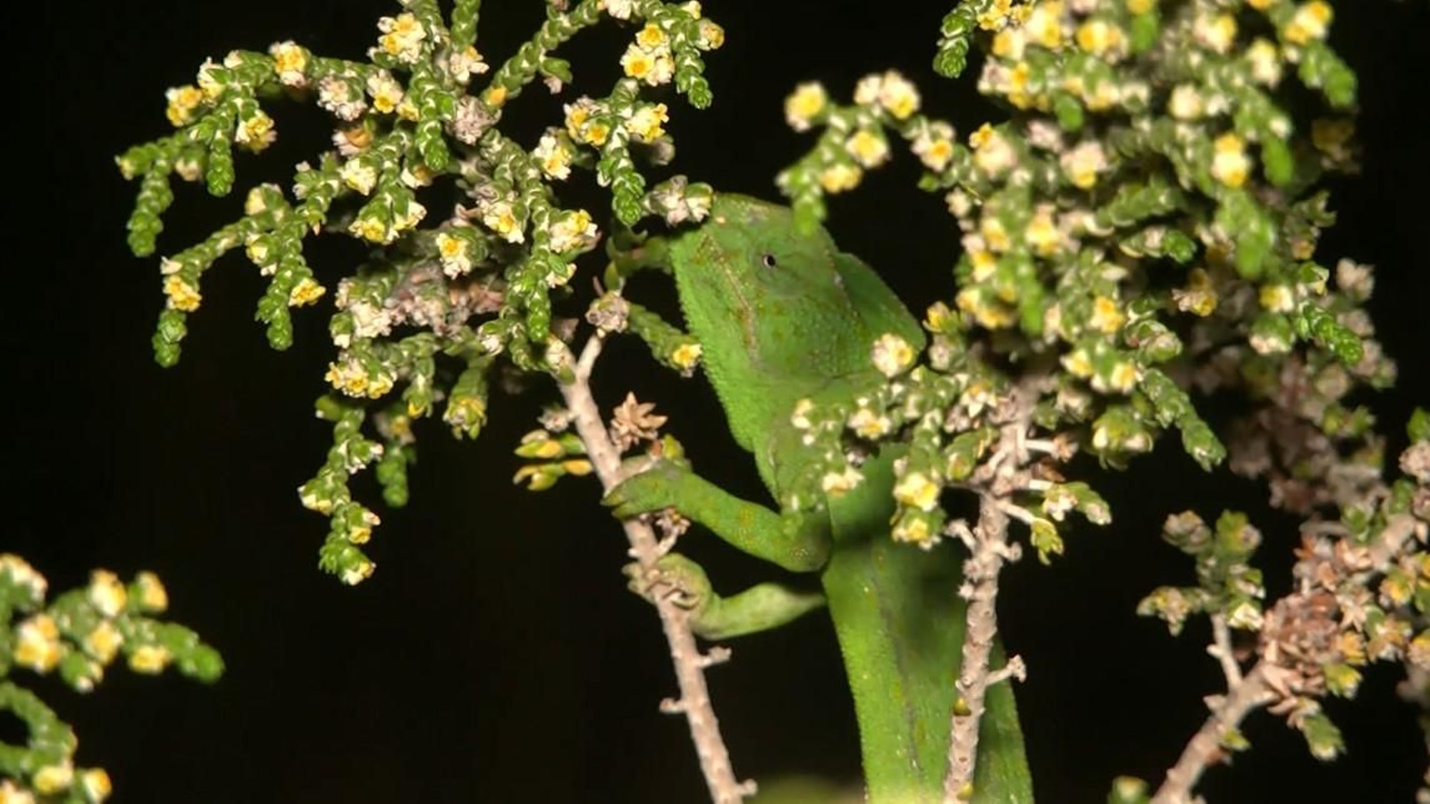 Uno de los camaleones localizados en el Pinar de Casines