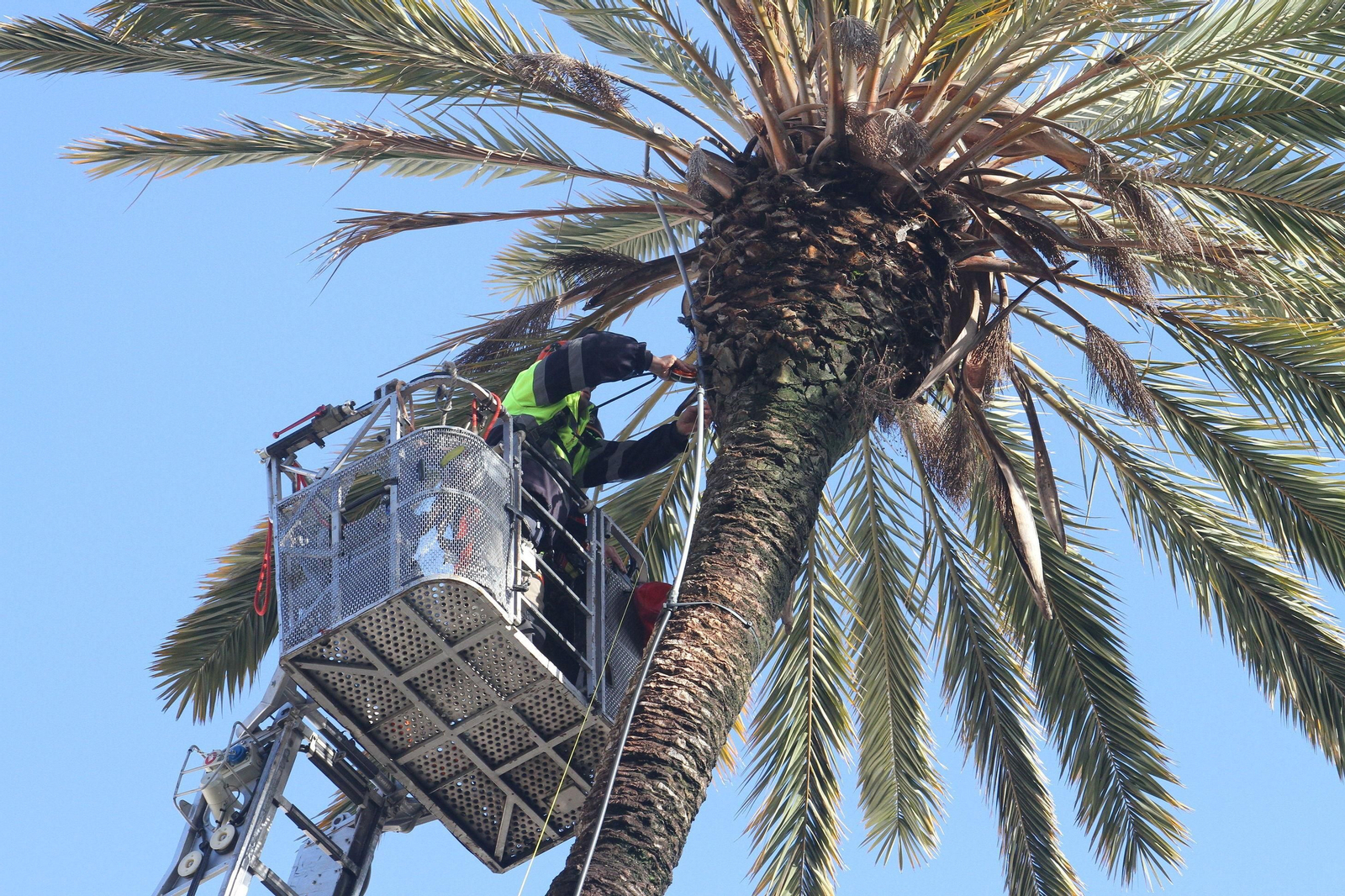 Triste adiós a la palmera más famosa de Huelva: Imágenes de sus 130 años de historia