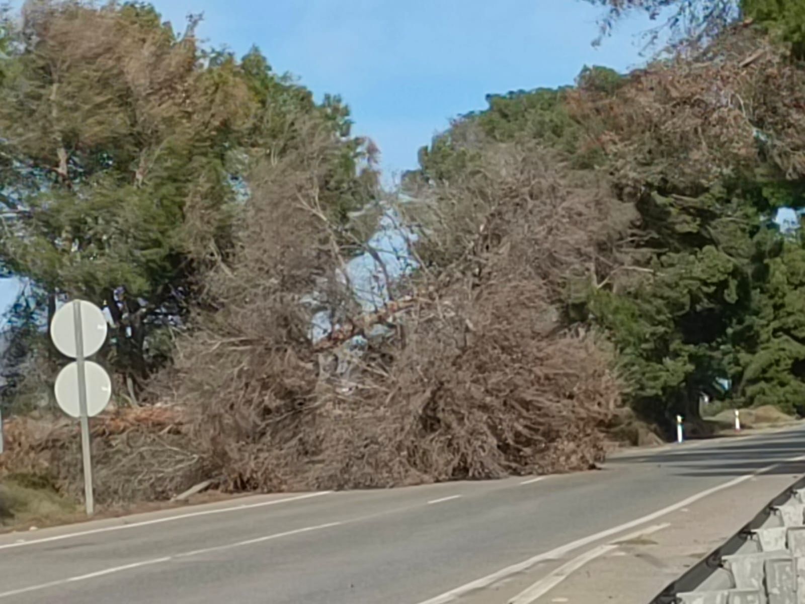 Árbol caído en la Carretera Nacional a su paso por Huércal-Overa.