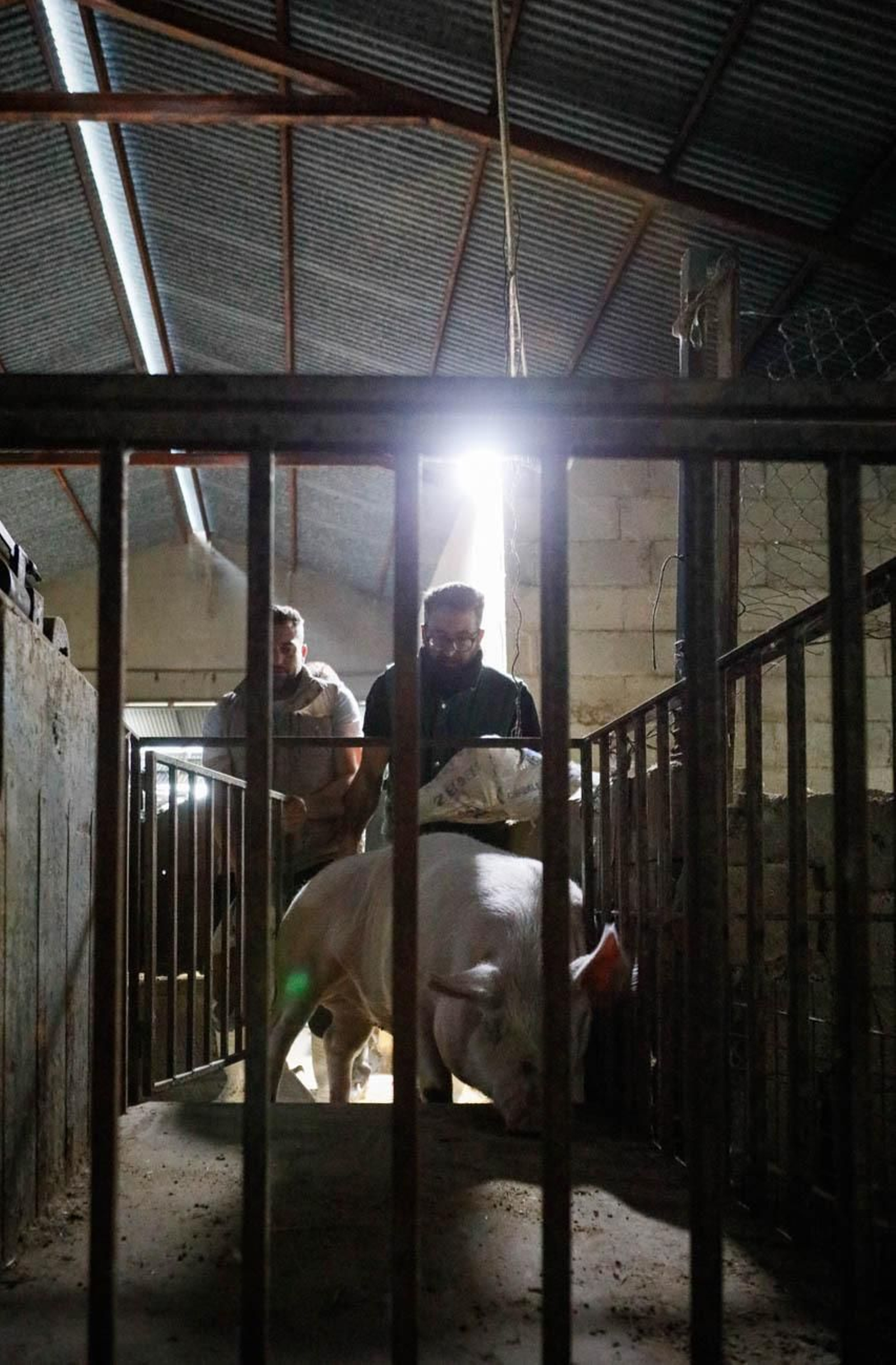 Te contamos en imágenes como son las matanzas en Chirivel