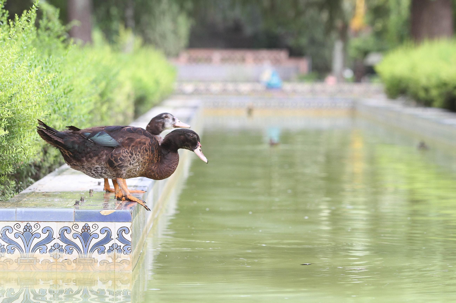 Unos patos en el estanque de los lotos.