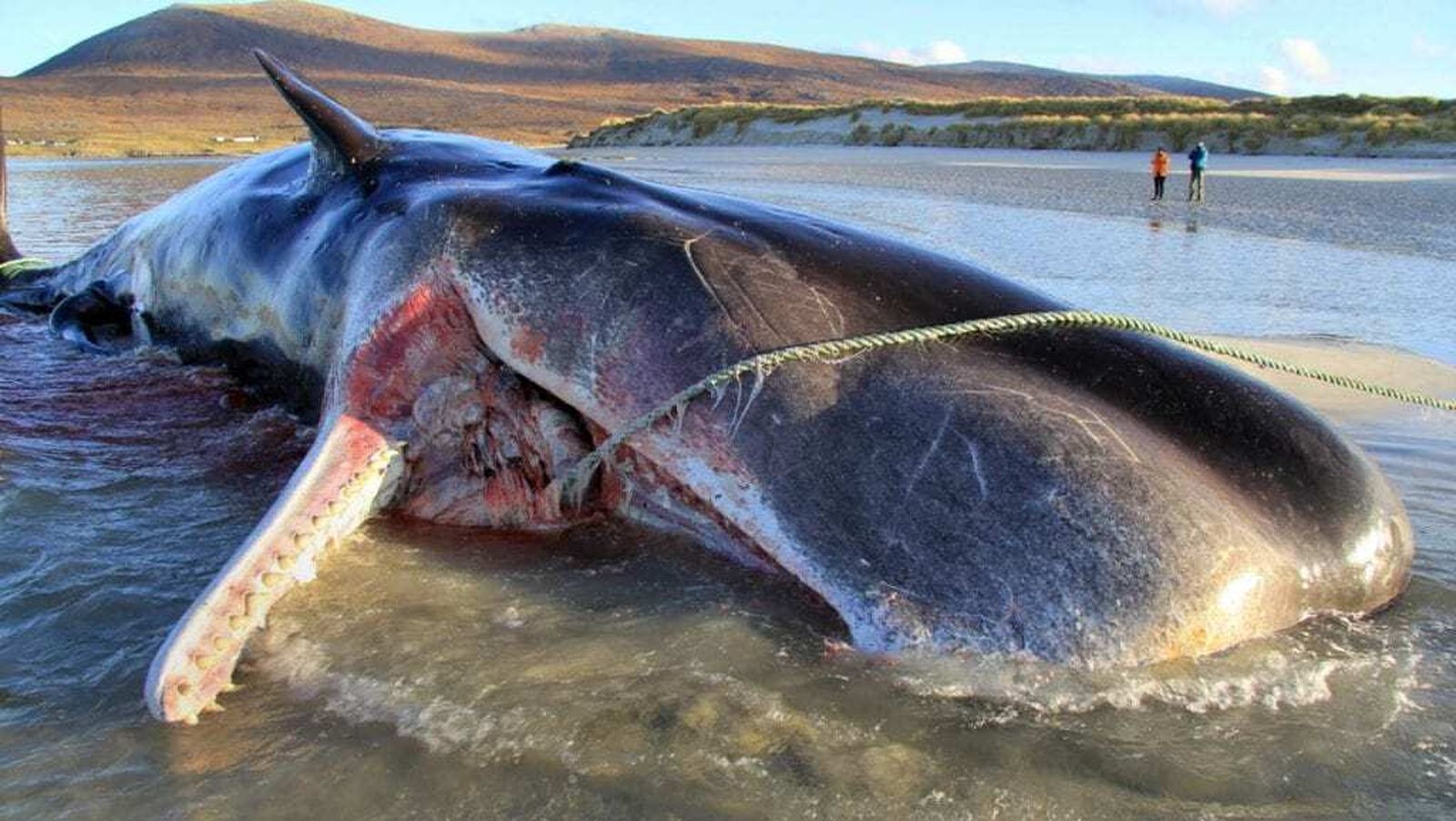Abandonar el cadáver de una ballena puede ser bueno para el ecosistema