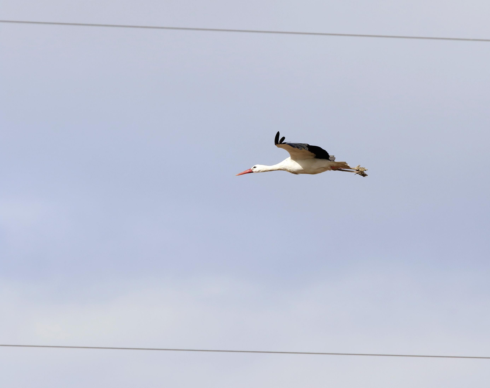 Córdoba, hogar de las cigüeñas también en invierno
