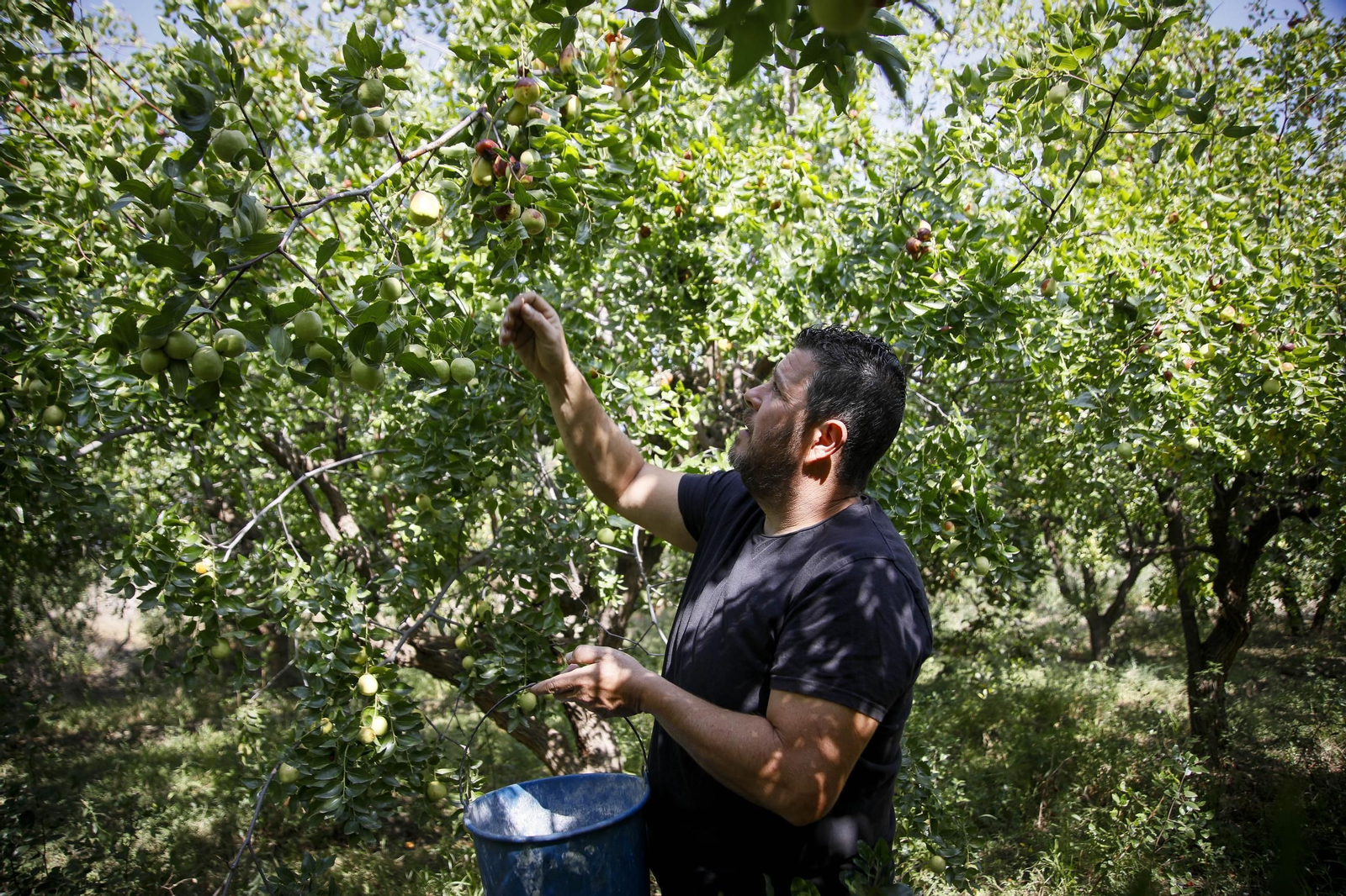 Imágenes del cultivo de azufaifas en Abrucena