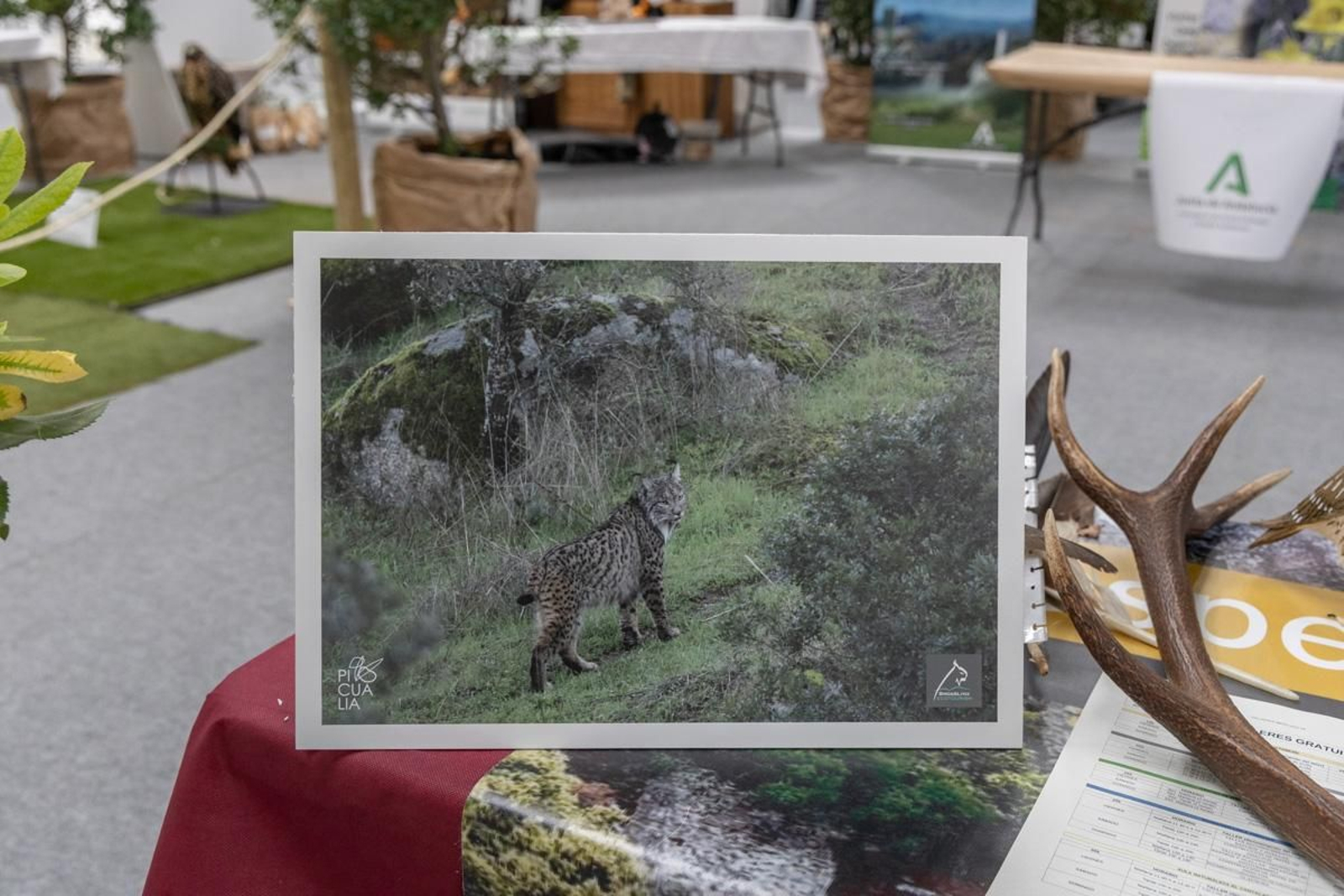 Ibercaza 2024, Jaén