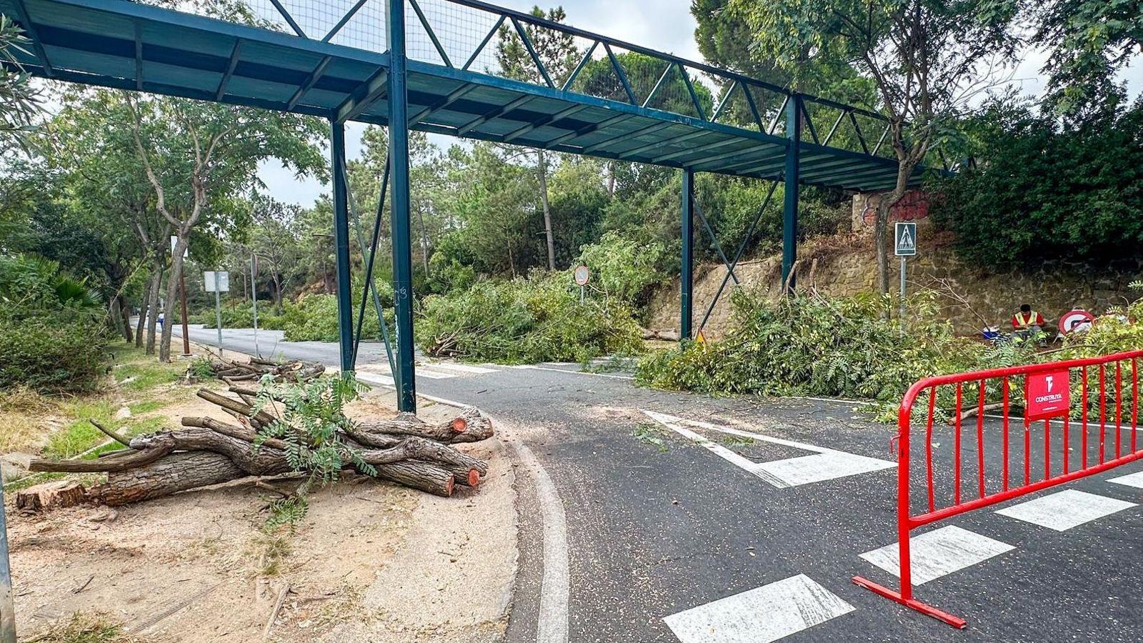 Parte de los árboles crortados en Islantilla.