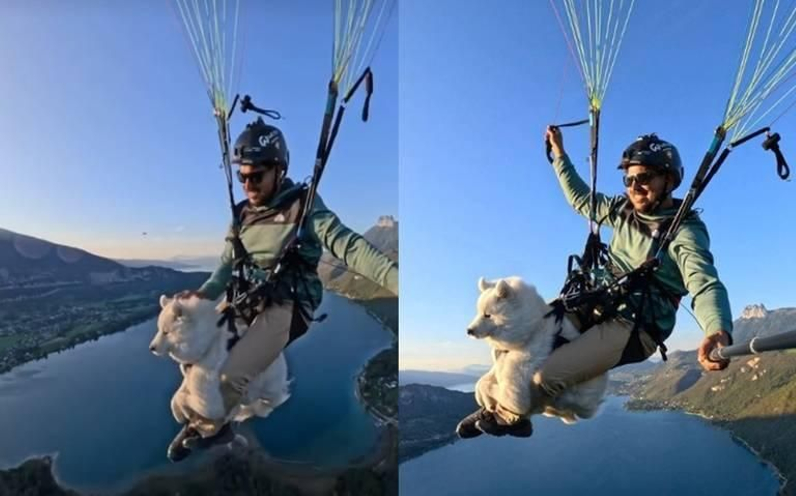 Un perro se lanza en paracaídas con su dueño y desata la polémica en las redes