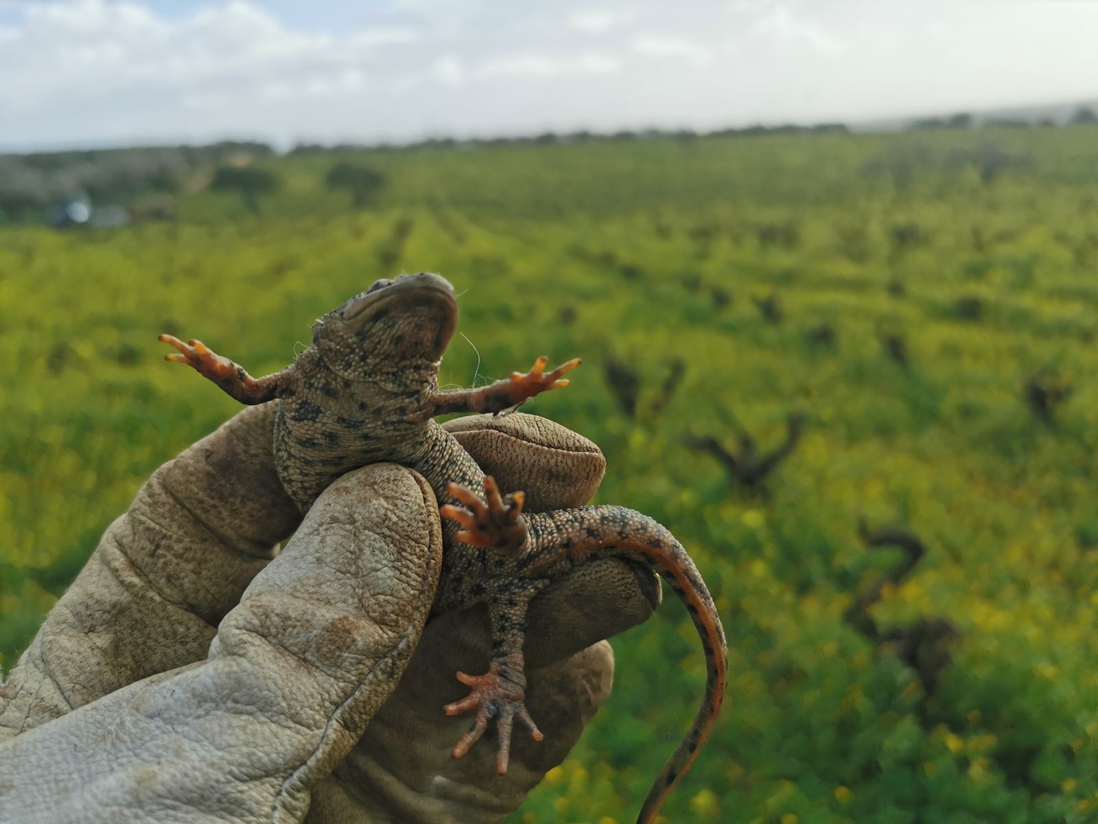 Imagen de un tritón.