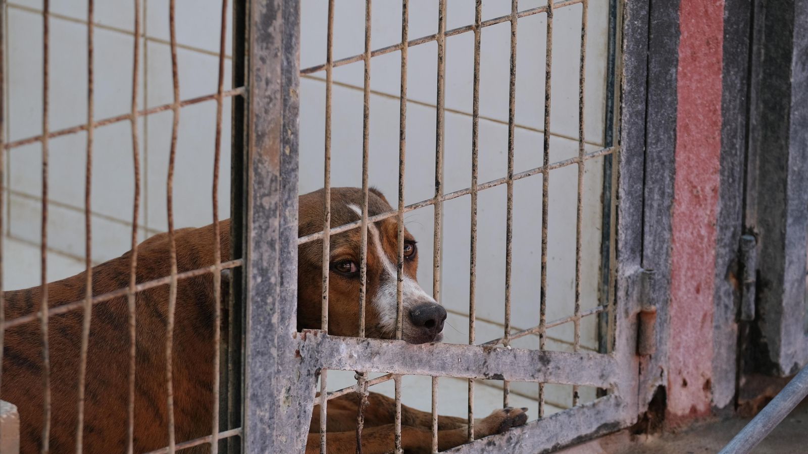 Un perro del Zoosanitario espera dentro de su cubículo.