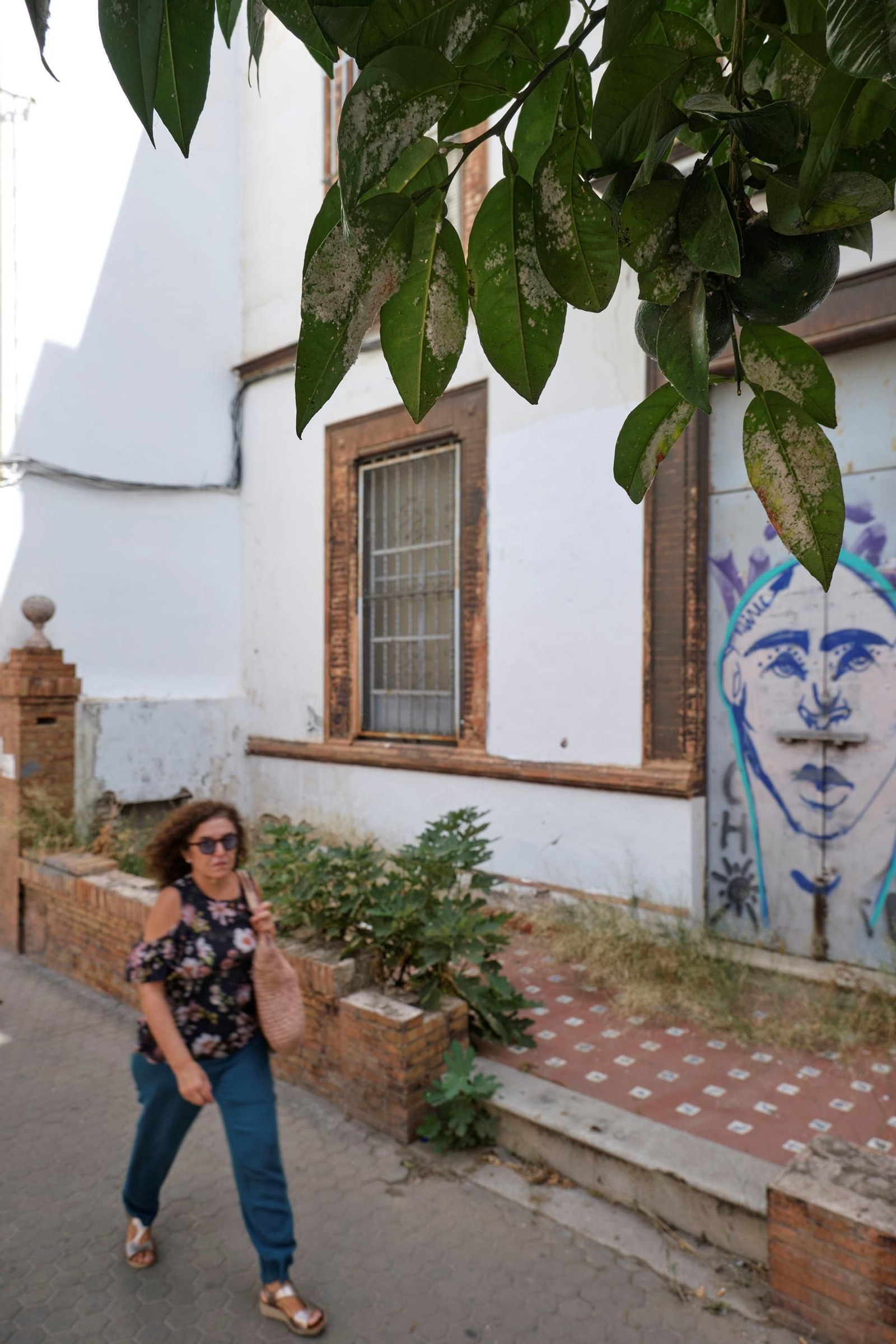 Así están los naranjos de Sevilla