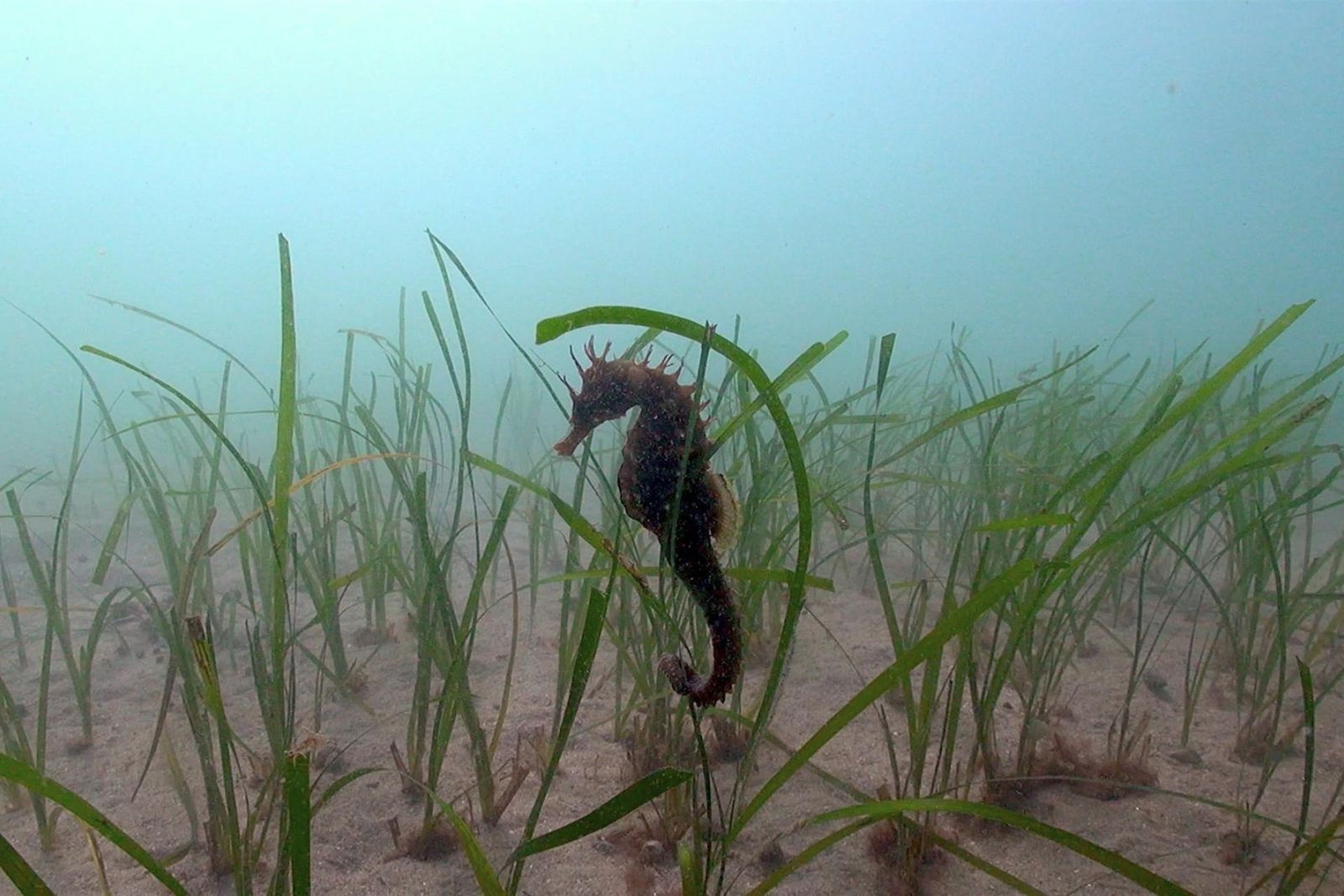 Imagen de un caballito de mar.