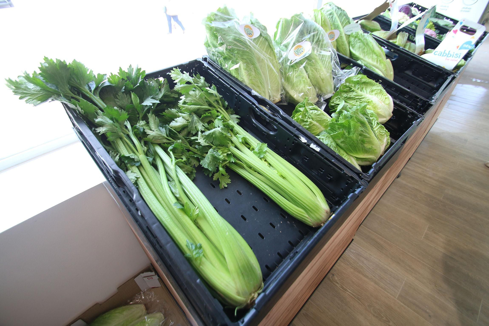 Fotogalería de las jornadas de puertas abiertas de Rijk Zwaan en Cartagena