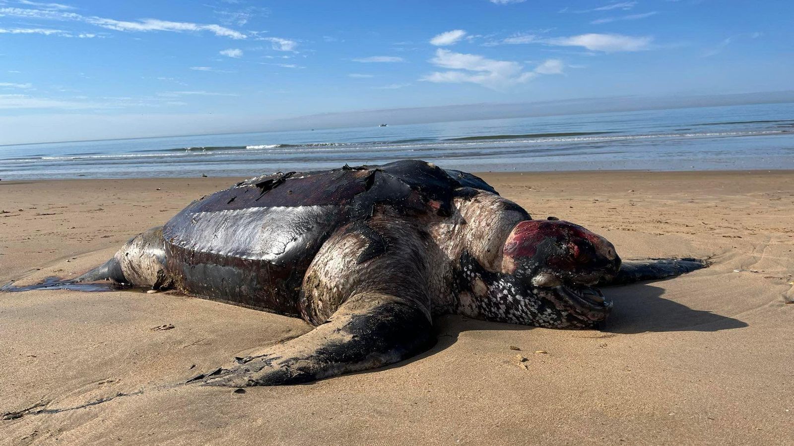 La tortuga gigante en la playa de Mazagón.