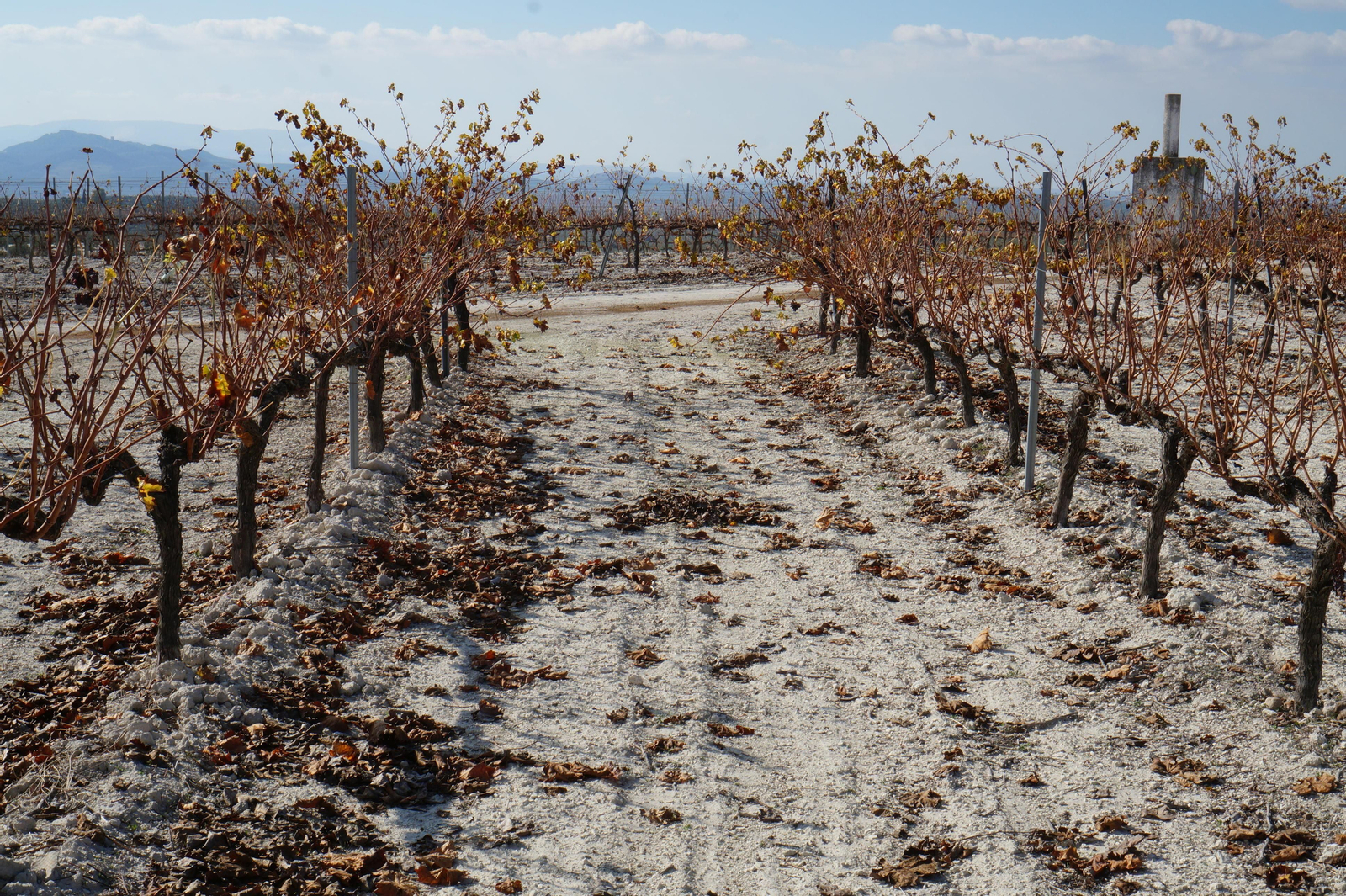 Un recorrido en fotografías por el vino nuevo de Moriles